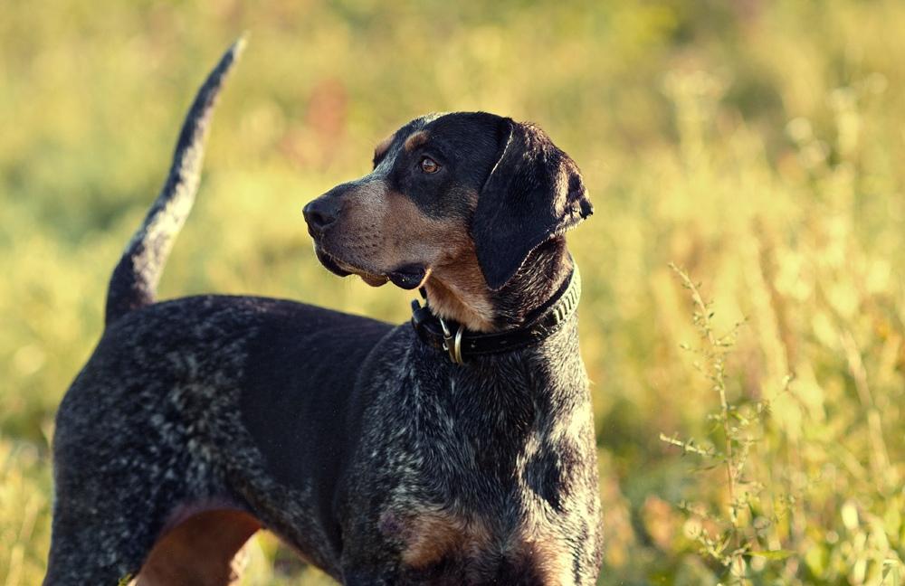 Where can Bluetick hound dogs be purchased?