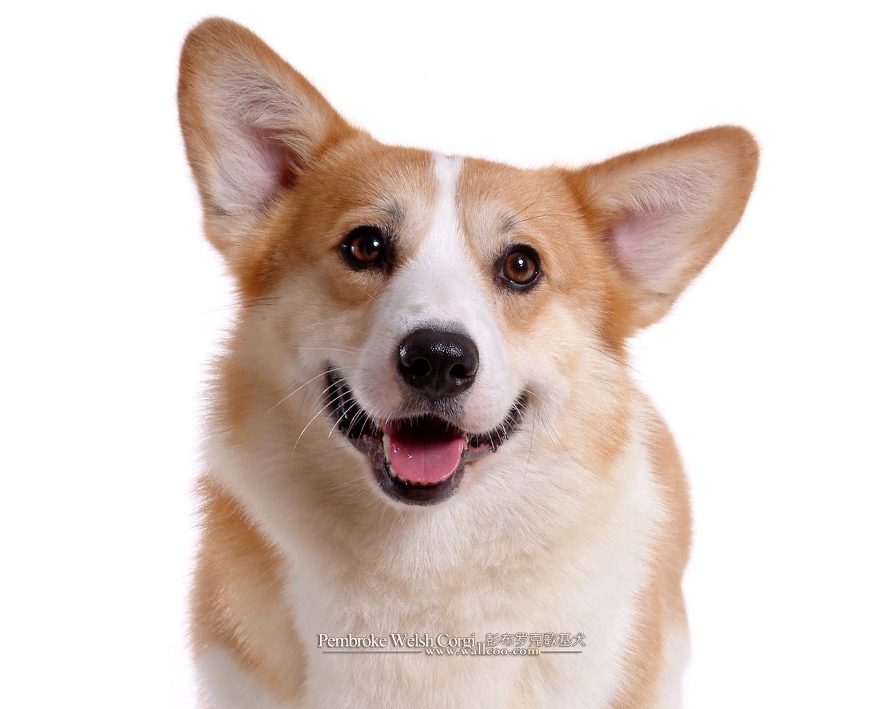 Pembroke Welsh Corgi Wallpapers HD Download