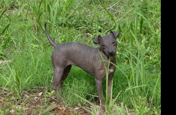 American Hairless Terrier wallpapers high quality