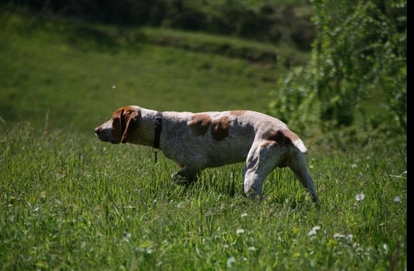 Ariege Pointer wallpapers high quality