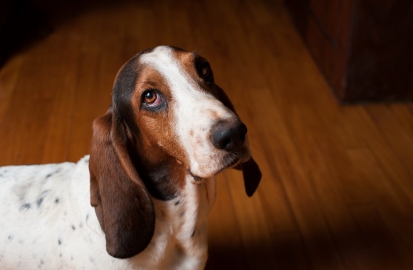 Basset Hound wallpapers high quality