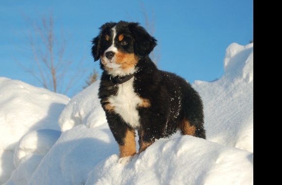 Bernese Mountain Dog wallpapers high quality
