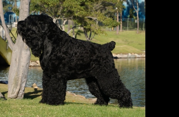 Black Russian Terrier wallpapers high quality