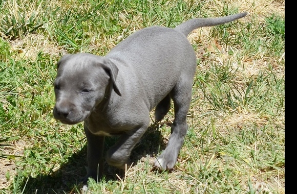 Blue Lacy wallpapers high quality