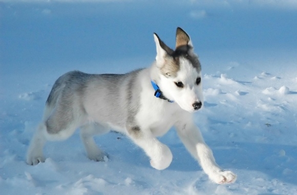 Canadian Eskimo Dog wallpapers high quality
