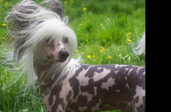 Chinese Crested Dog wallpapers high quality