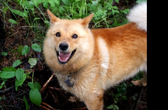 Finnish Spitz wallpapers high quality