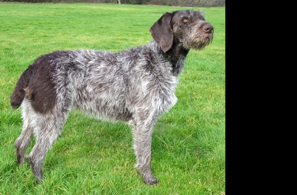 German Rough-haired Pointer wallpapers high quality
