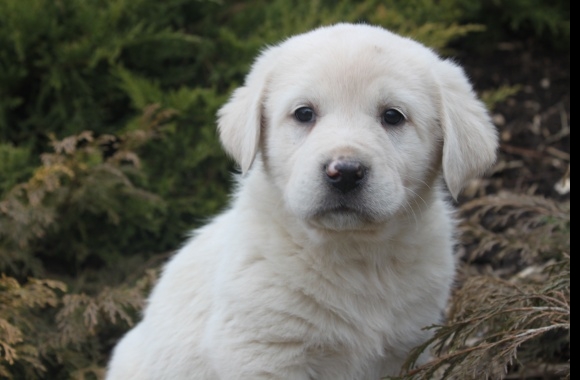 Great Pyrenees wallpapers high quality