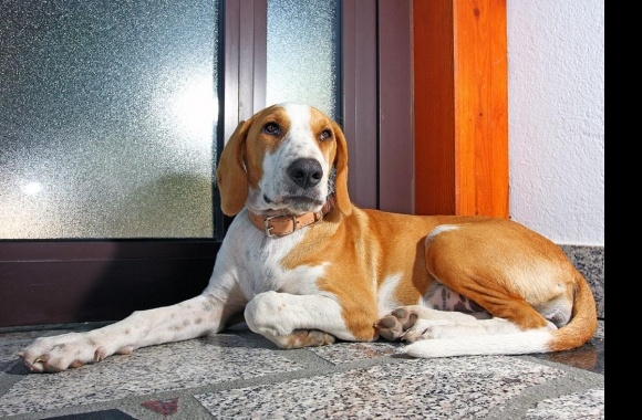 Istrian Shorthaired Hound wallpapers high quality