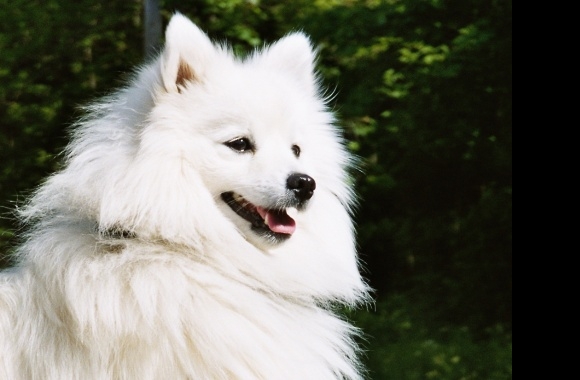 Japanese Spitz wallpapers high quality