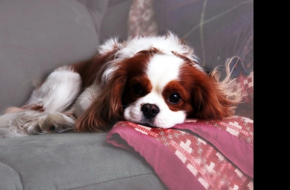 King Charles Spaniel wallpapers high quality