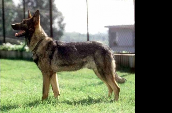 Kunming Wolfdog