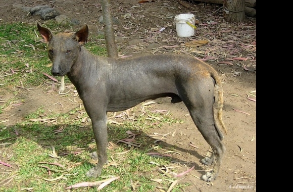 Peruvian Hairless Dog wallpapers high quality