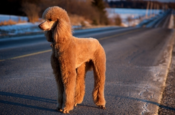 Poodle wallpapers high quality