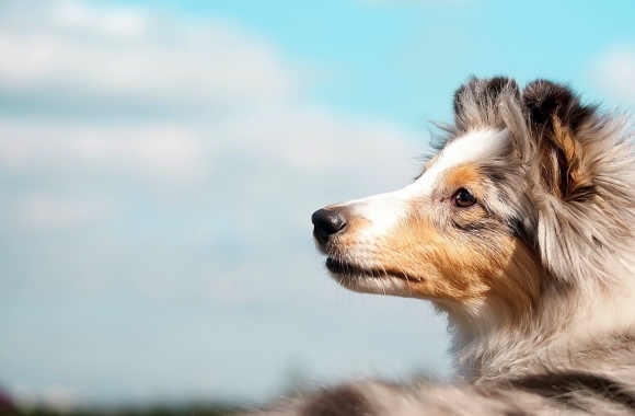Rough Collie wallpapers high quality