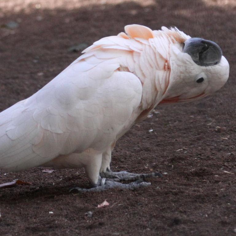 Mollucan Cockatoo 9