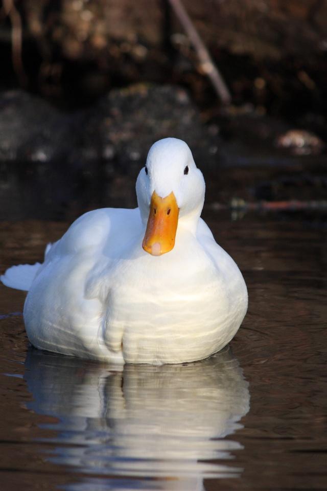 White Ducks Wallpapers HD Download