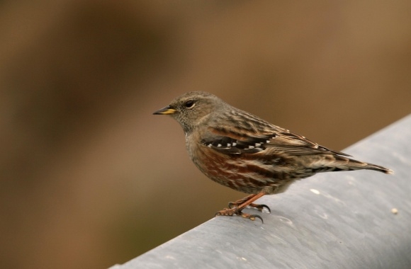 Accentor wallpapers high quality