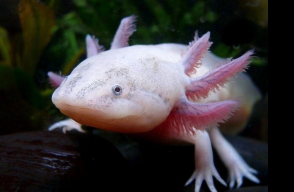 Axolotl wallpapers high quality