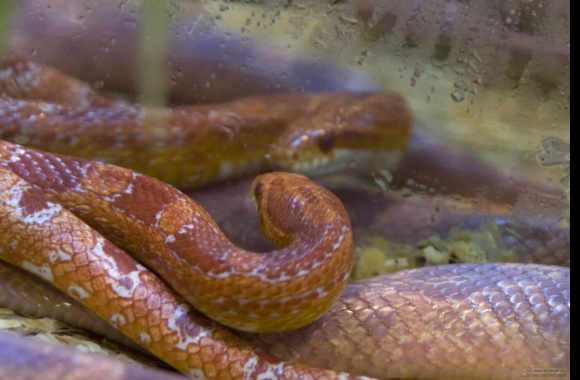 Corn Snake wallpapers high quality