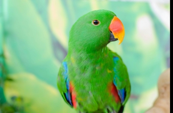 Eclectus Parrot wallpapers high quality