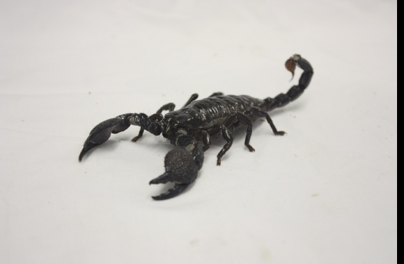 Emperor Scorpion wallpapers high quality