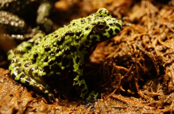 Fire Bellied Toad wallpapers high quality