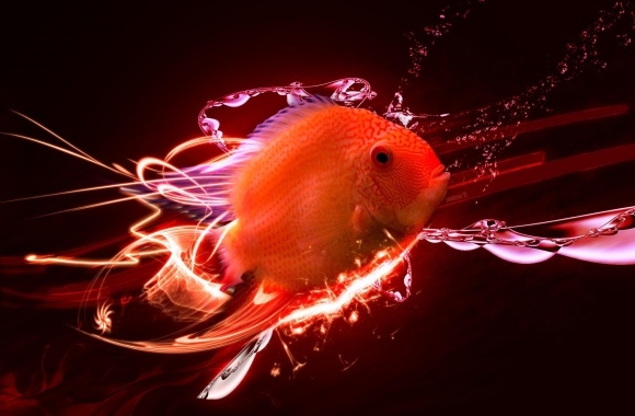 Fish wallpapers high quality