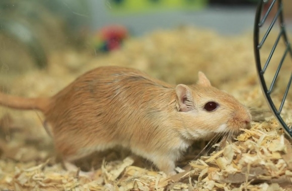 Gerbil wallpapers high quality