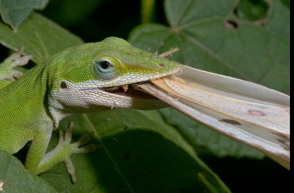 Green Anole wallpapers high quality