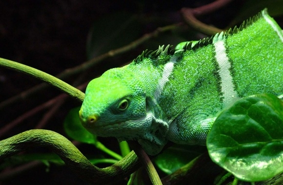 Green Iguana wallpapers high quality