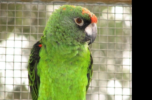 Jardine Parrot