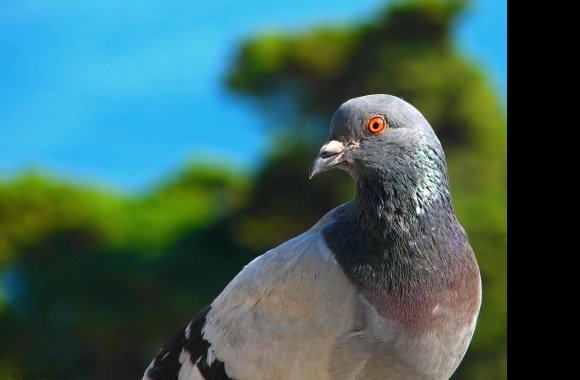 Pigeon wallpapers high quality