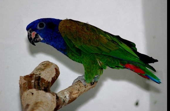 Pionus Parrot wallpapers high quality