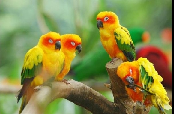 Sun Conure wallpapers high quality
