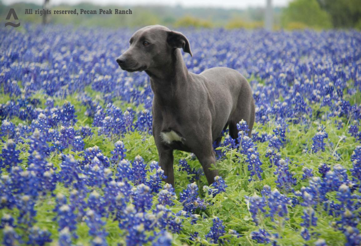Почему собака синяя. Порода Блю Лейси. Техасская Блю Лейси. Блю Лейси голубая. Blue Lacy порода собак.