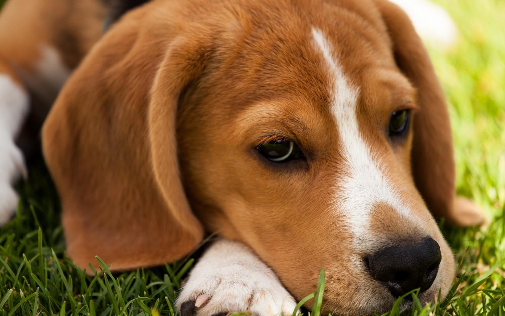 Beagle Wallpapers HD Download