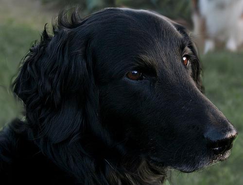 Flat-Coated Retriever Wallpapers HD Download
