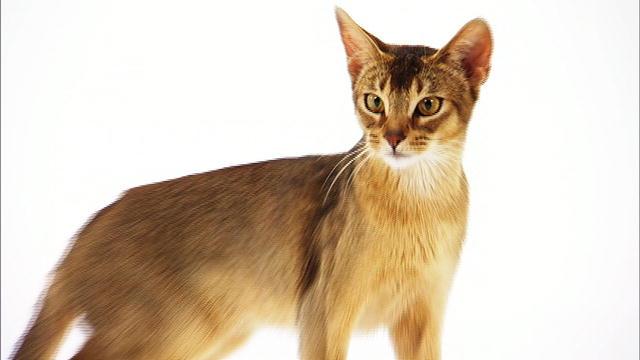 Abyssinian cat wallpapers HD