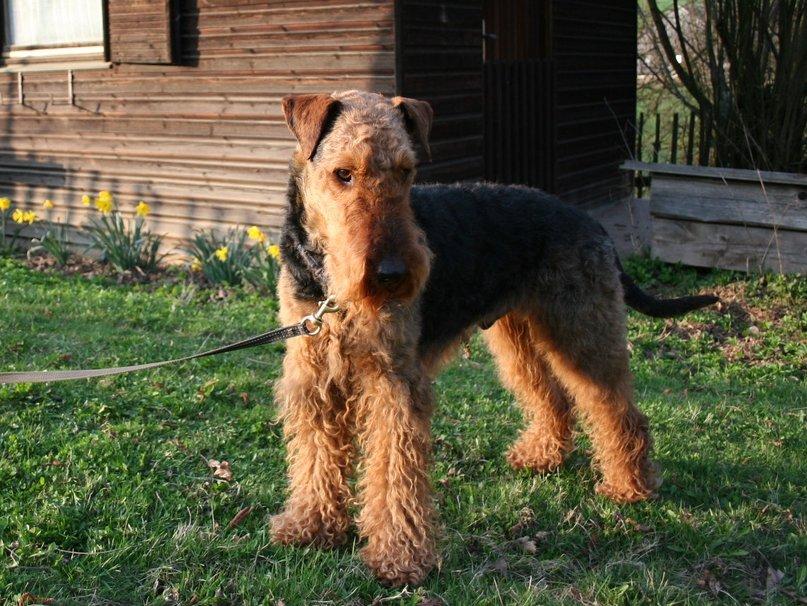 Airedale Terrier wallpapers HD