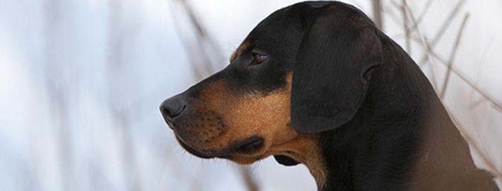 Austrian Black and Tan Hound wallpapers HD