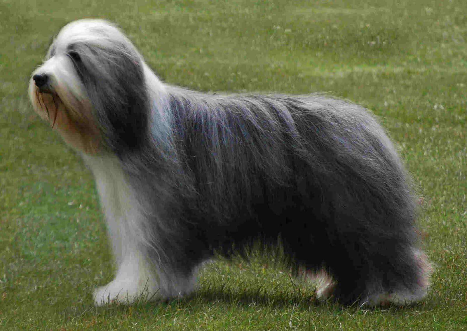 Bearded Collie wallpapers HD