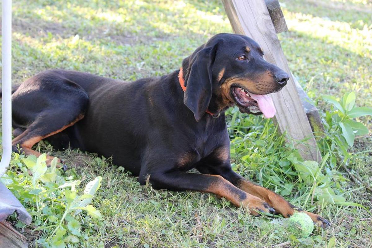 Black and Tan Coonhound wallpapers HD