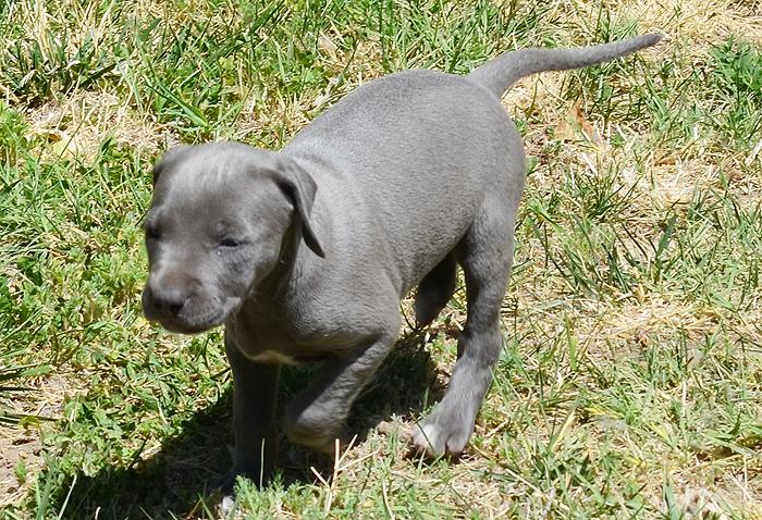 Blue Lacy wallpapers HD