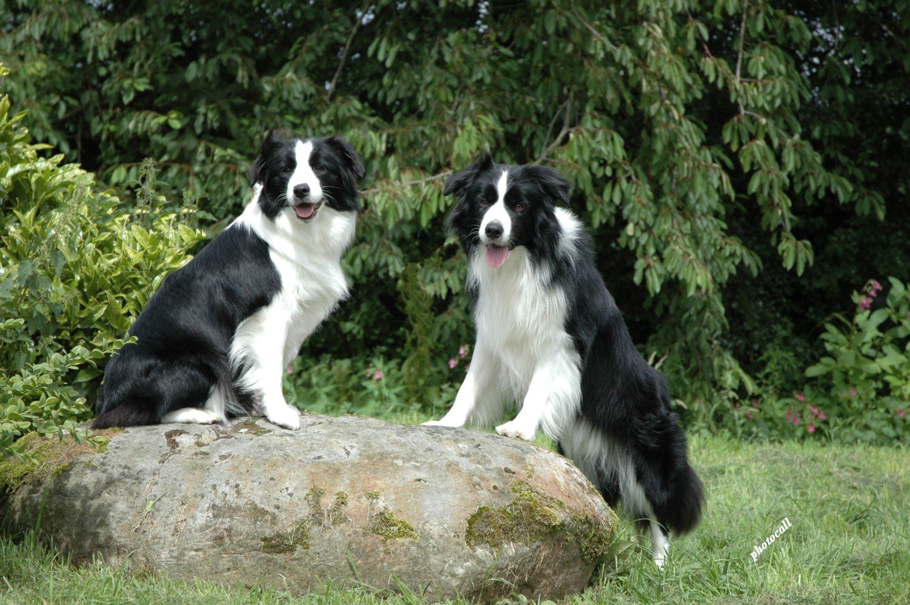 Border Collie wallpapers HD