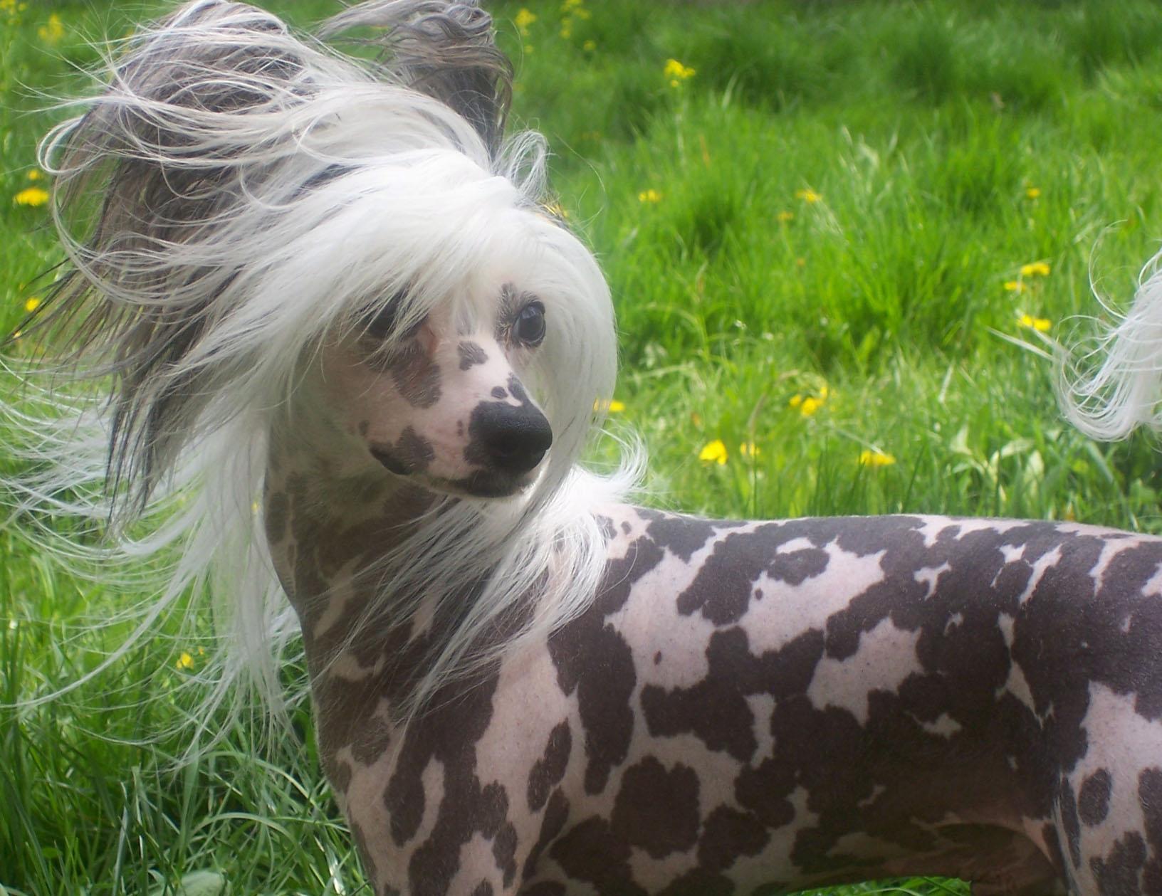Chinese Crested Dog wallpapers HD