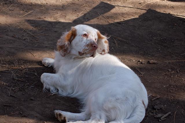 Clumber Spaniel wallpapers HD