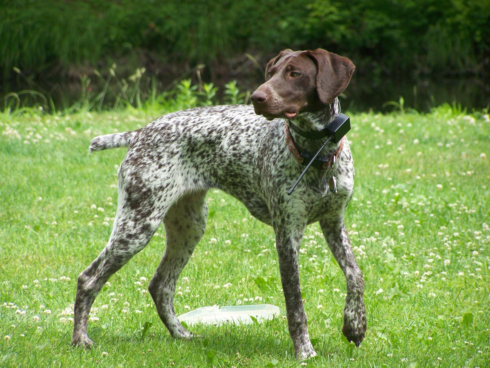 German Shorthaired Pointer wallpapers HD