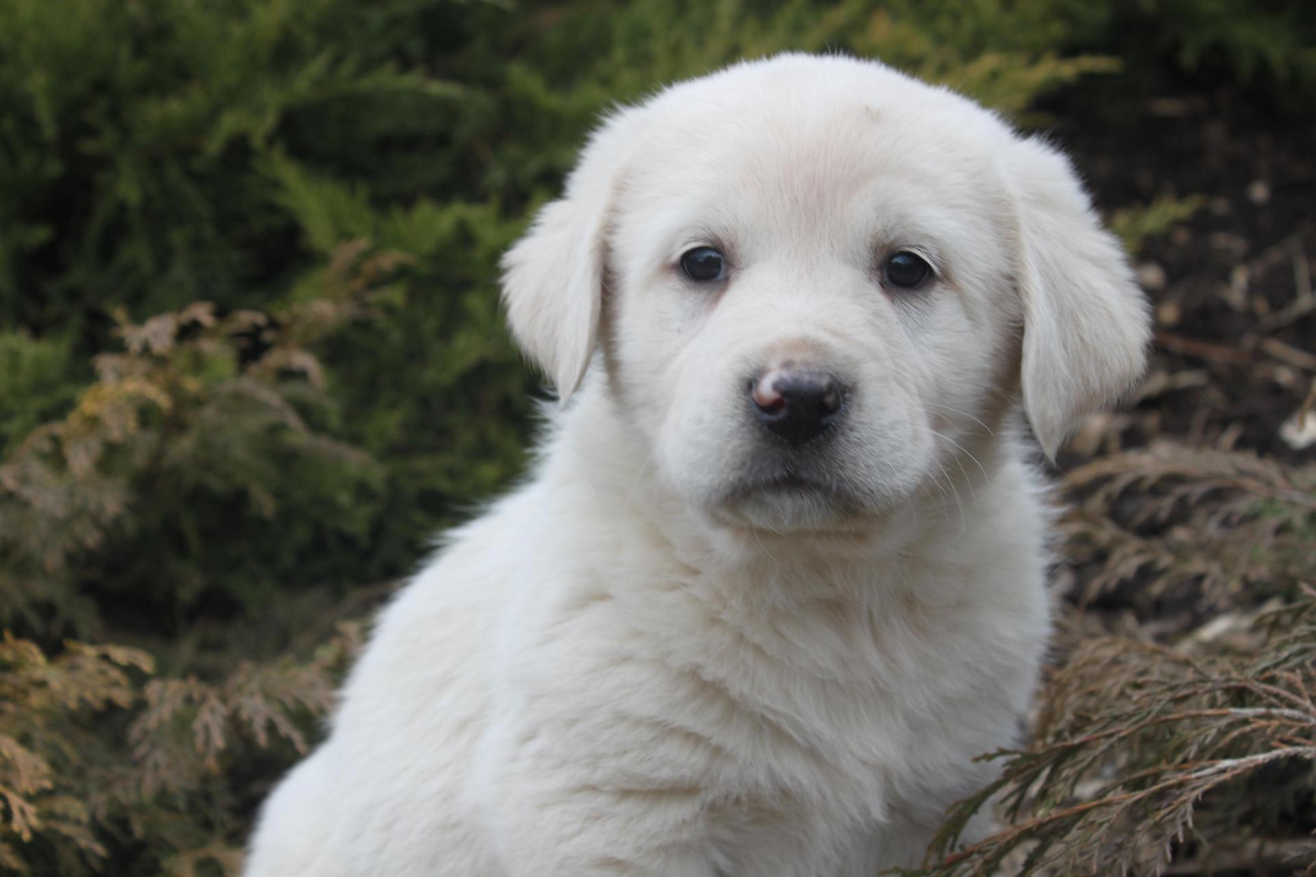 Great Pyrenees wallpapers HD